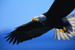 home based business eagle